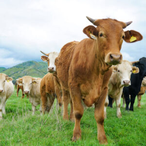 Welsh Black cattle