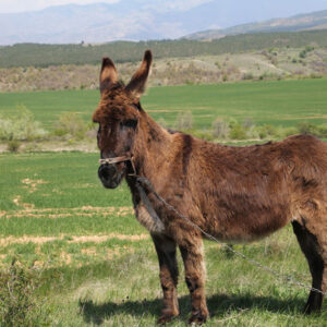 American Mammoth Jackstock