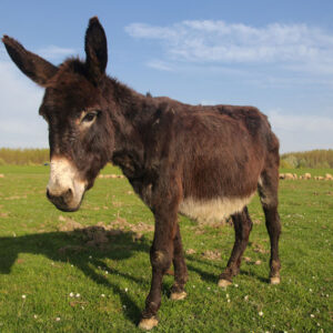 Bourbonnais Donkey #111