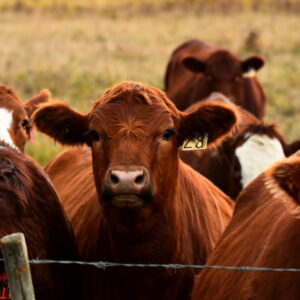 Texas Longhorn