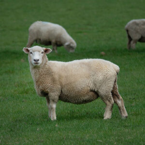 Barbados Black Belly Sheeps