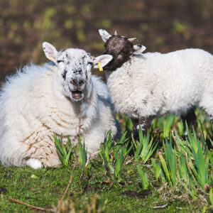 Hebridean sheep